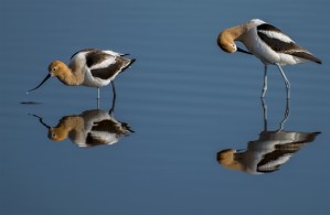 American Avocets